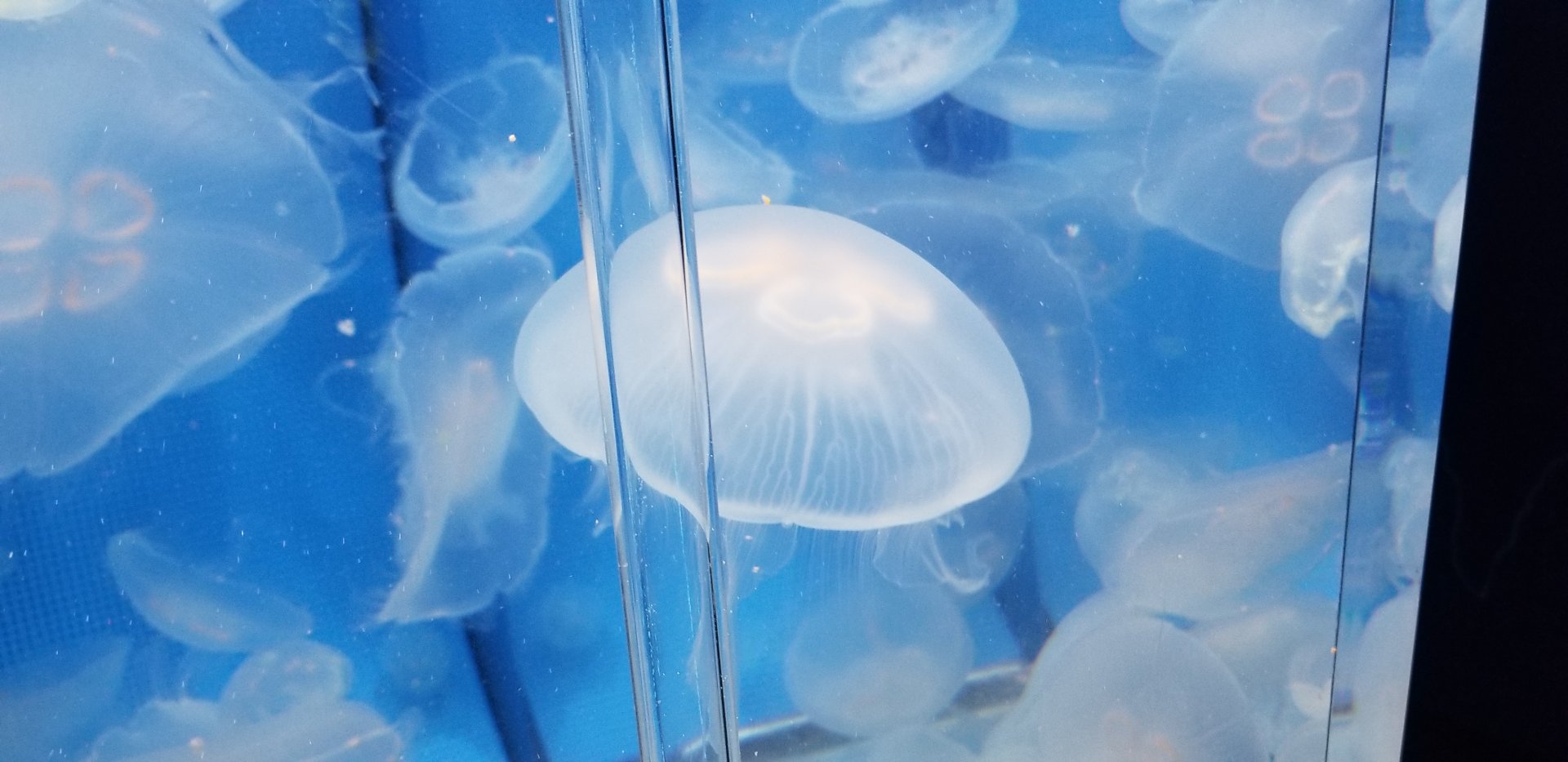 Moon Jellyfish