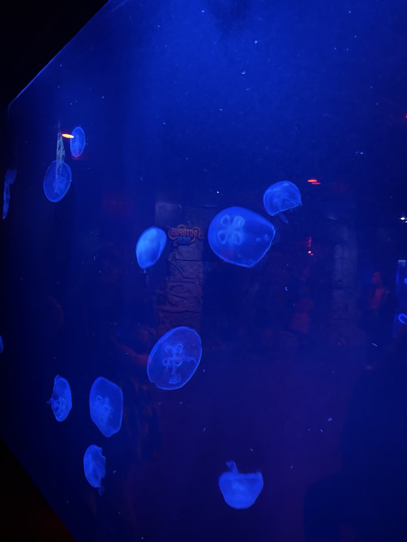 Moon Jellyfish