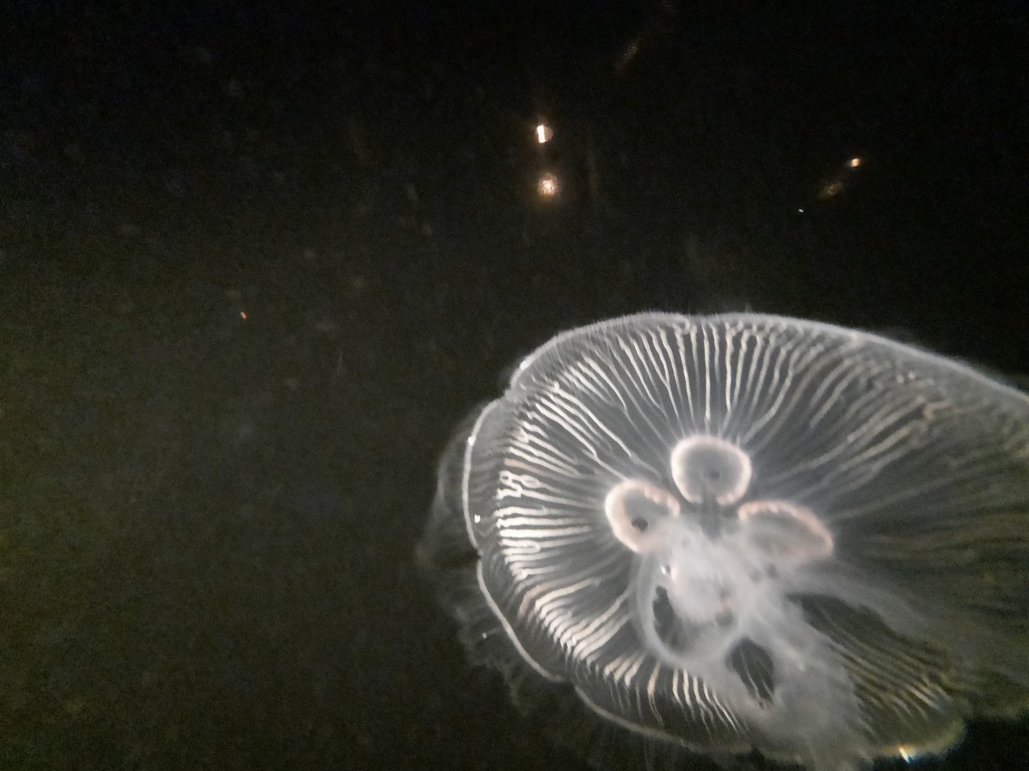 Moon Jellyfish