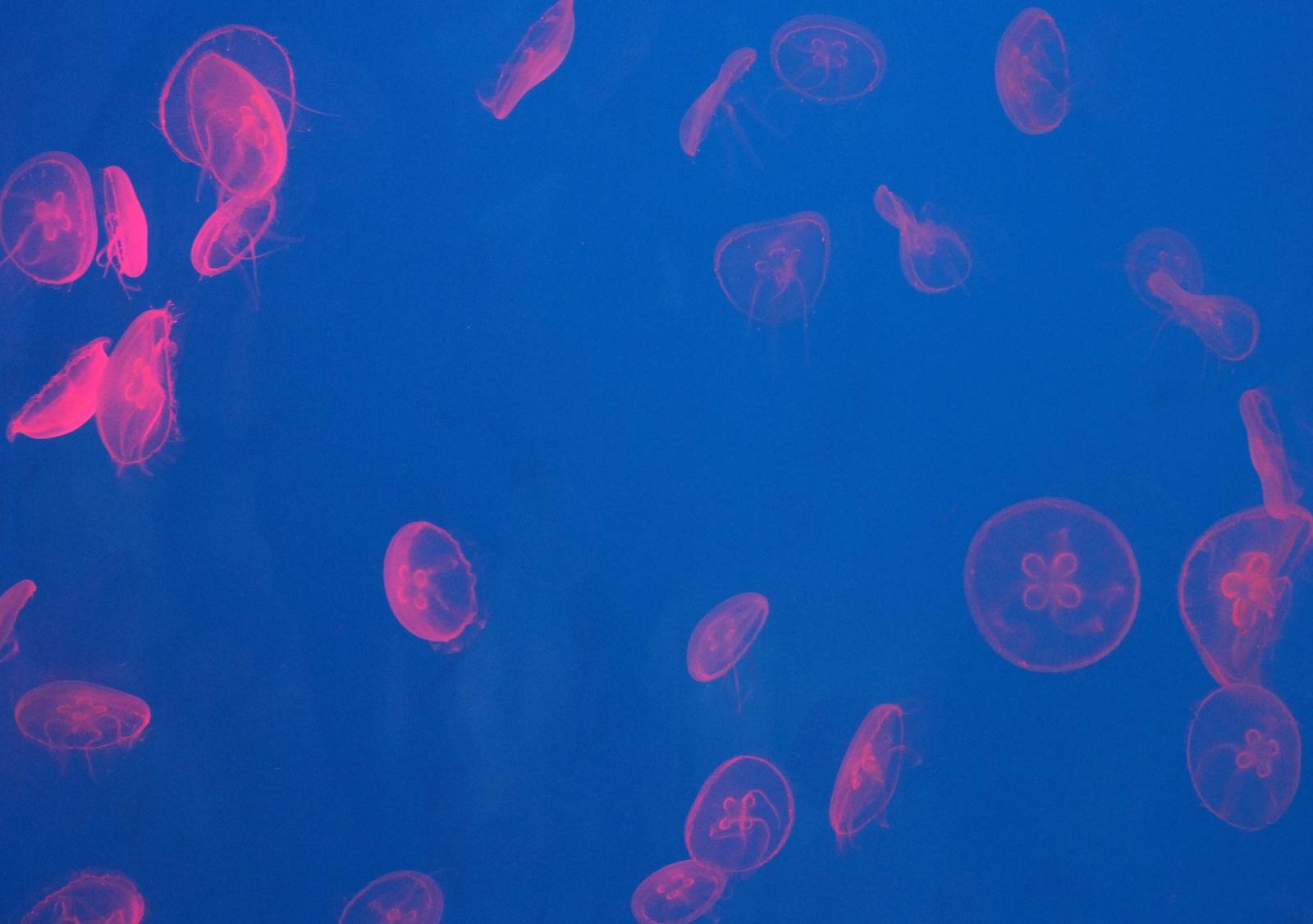 Moon jellyfishes