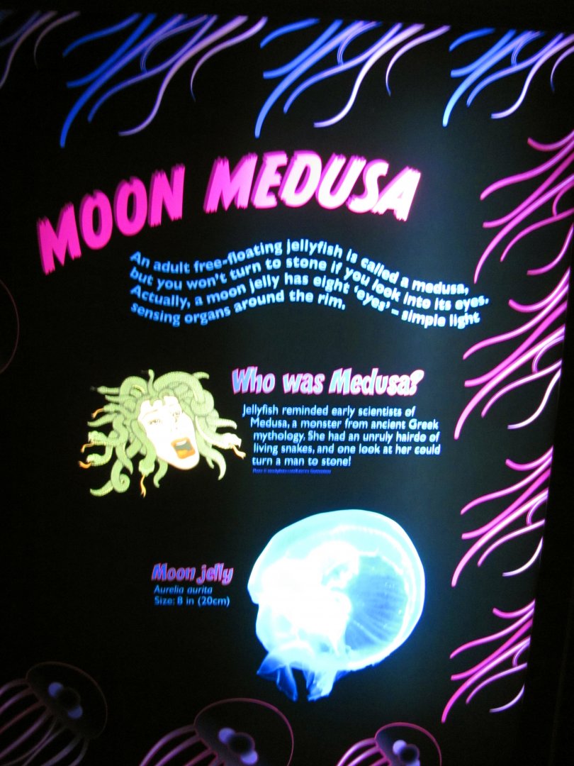 Moon Medusa Sign