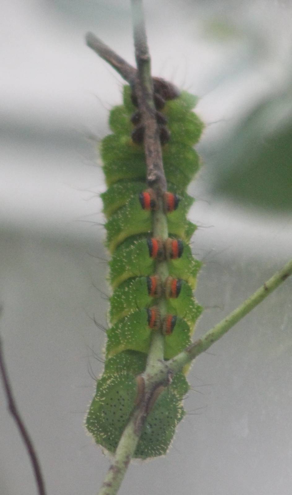 Moon moth caterpillar
