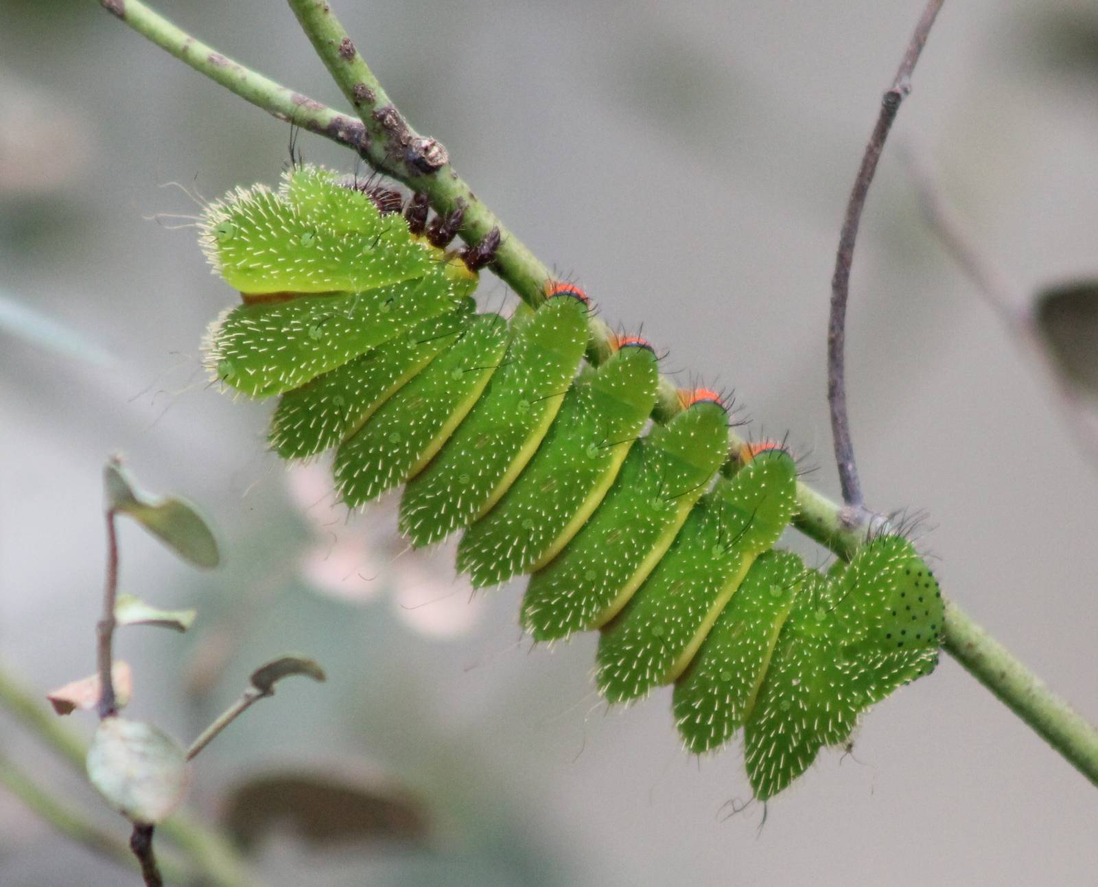 Moon moth caterpillar