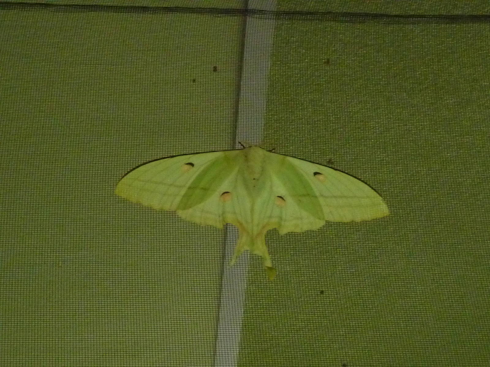Moon moth