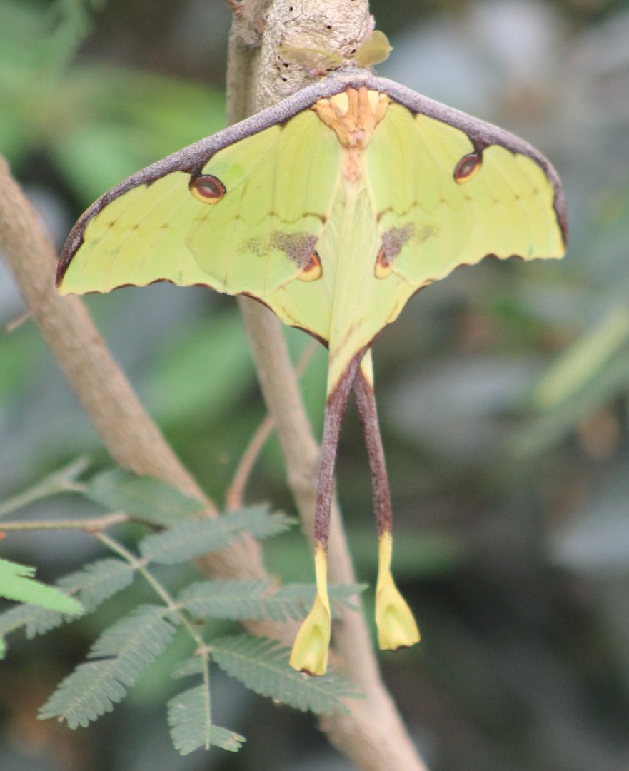 Moon-moth