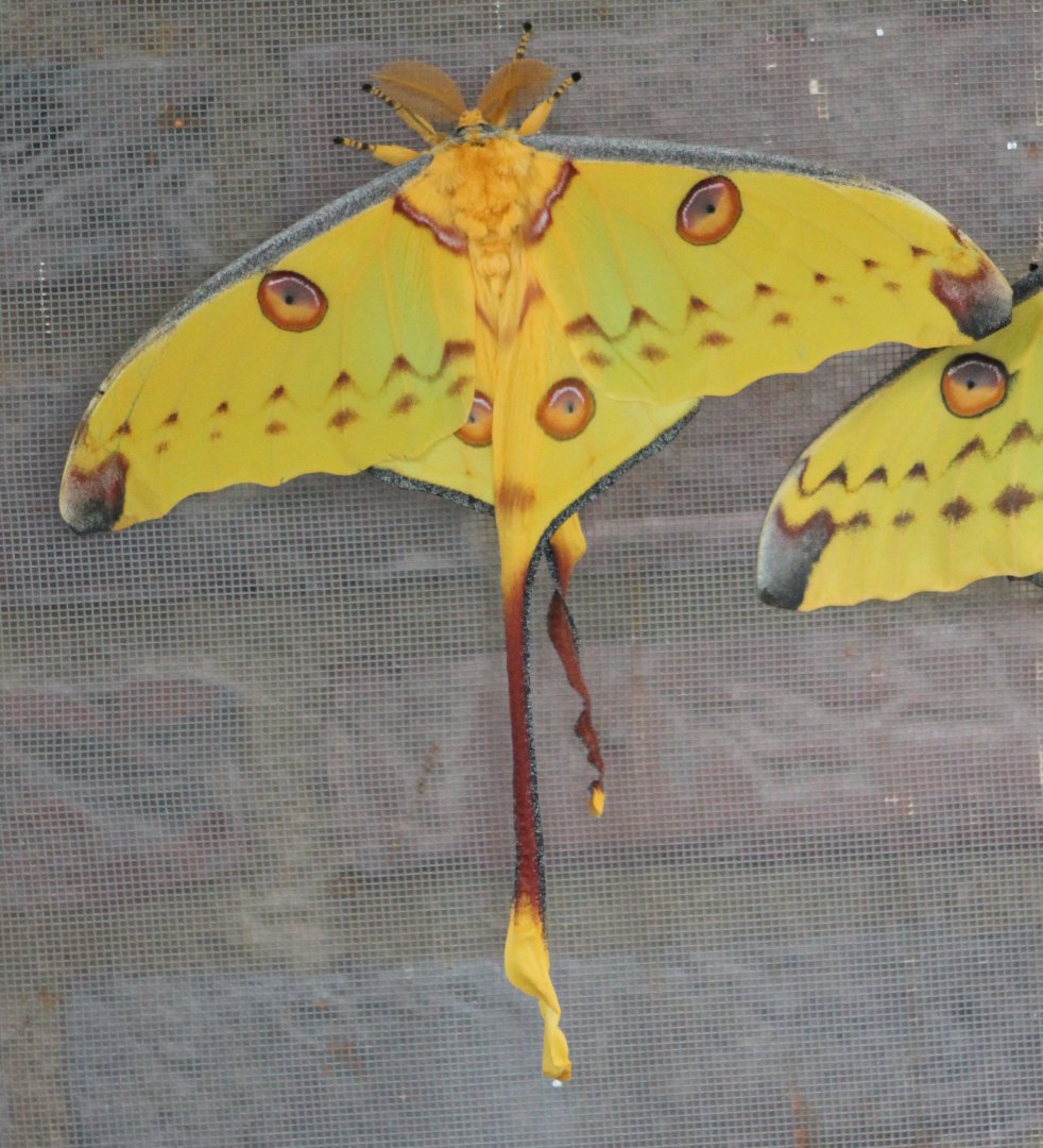 Moon-moth