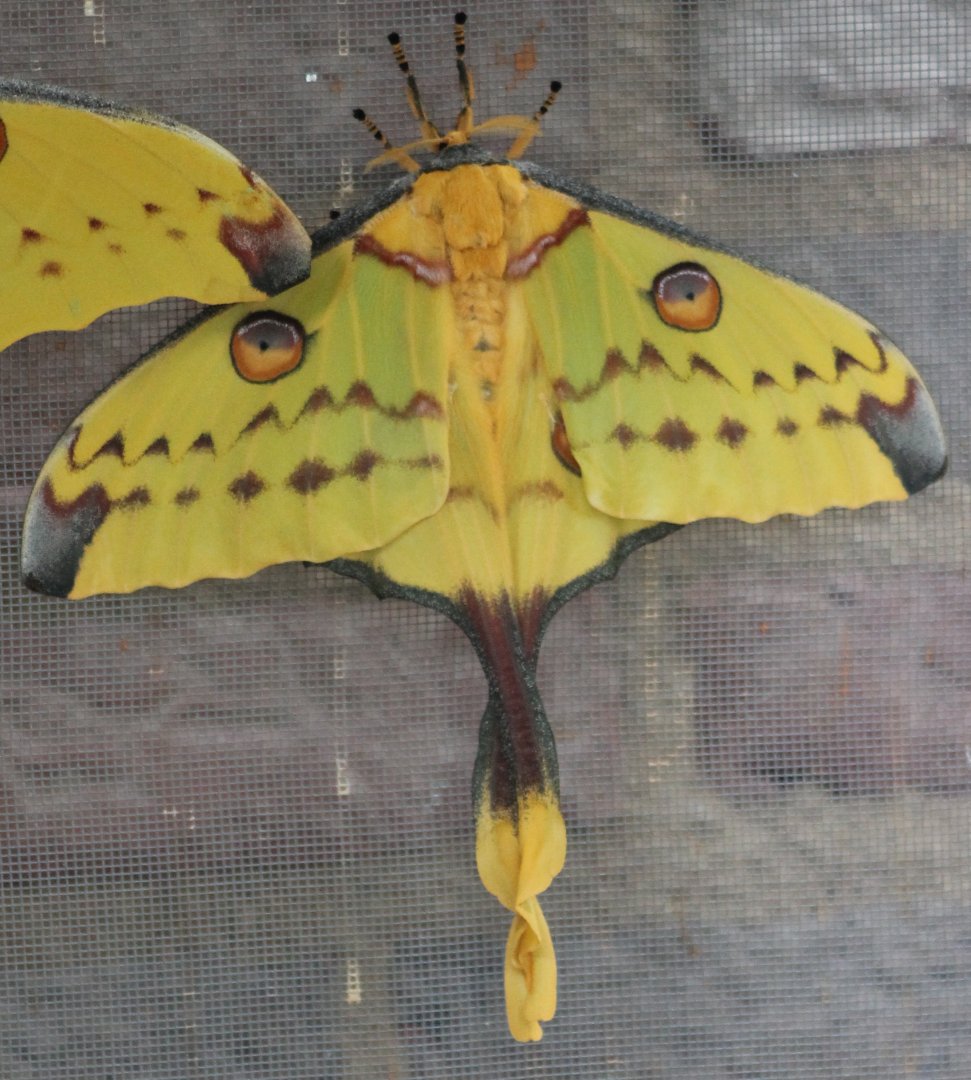 Moon-moth