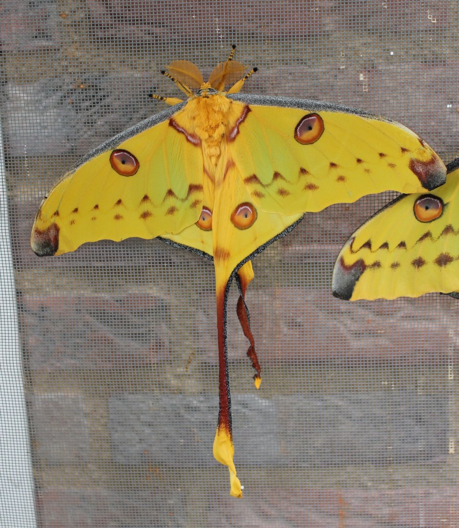 Moon moth