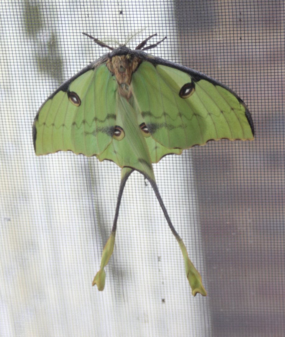 Moon moth