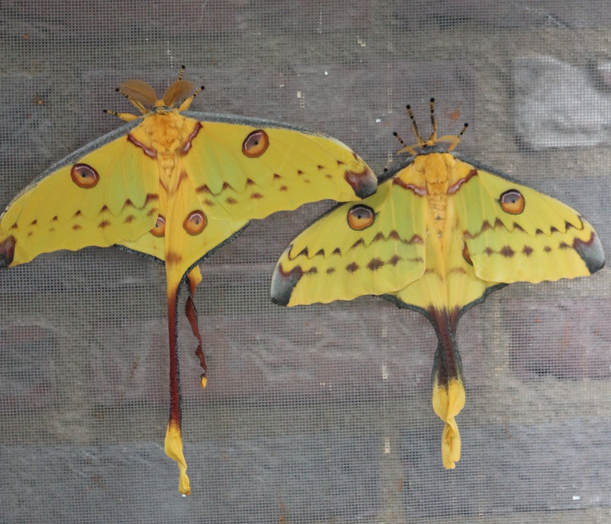 Moon-moths