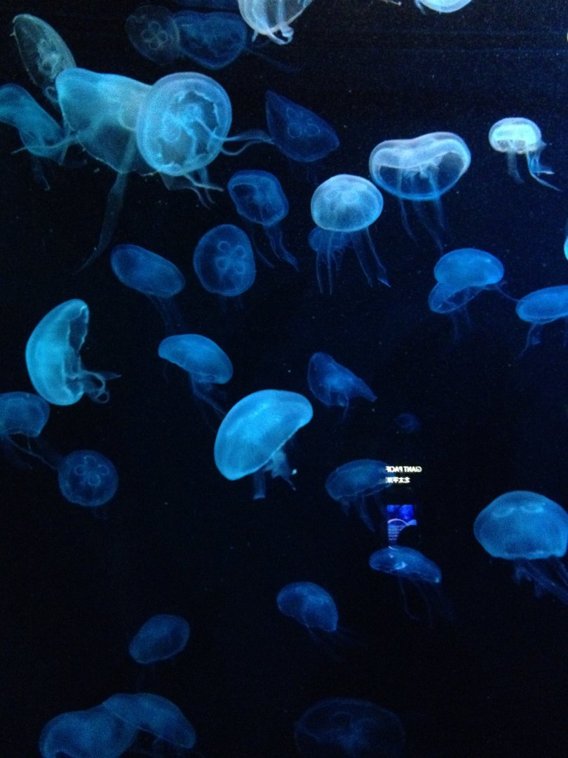 Moon Sea Jelly (Aurelia aurita)