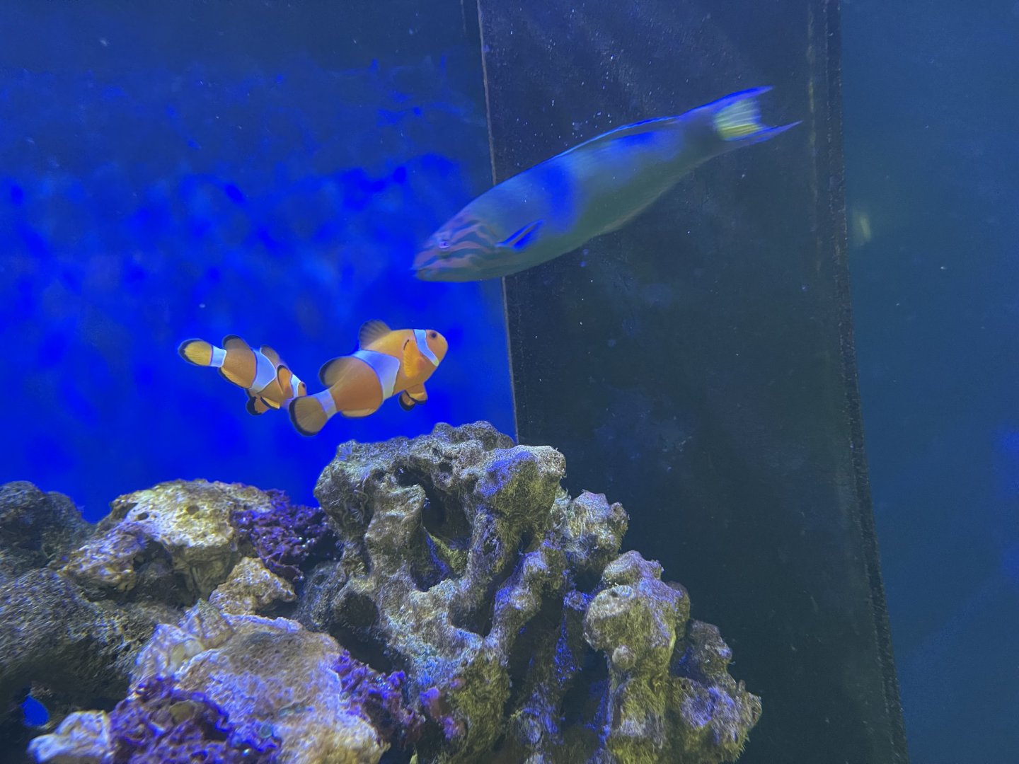 moon wrasse (thalassoma lunare) & ocellaris clownfish (amphiprion ocellaris)