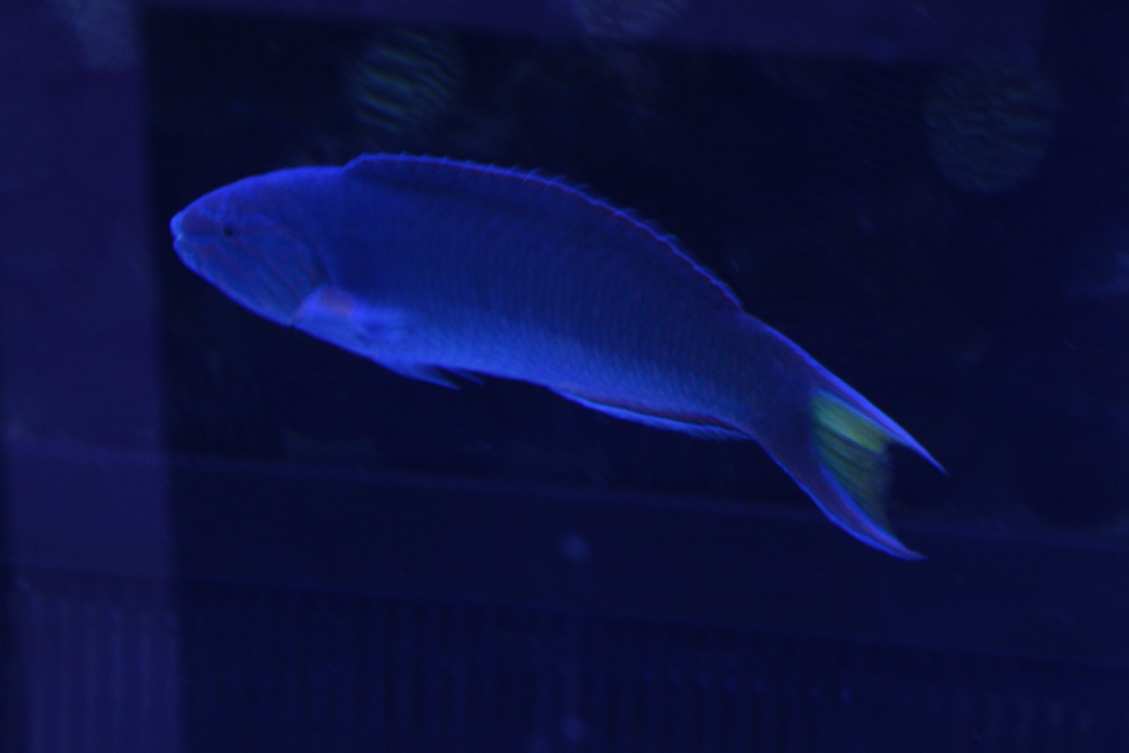 Moon wrasse - Thalassoma lunare