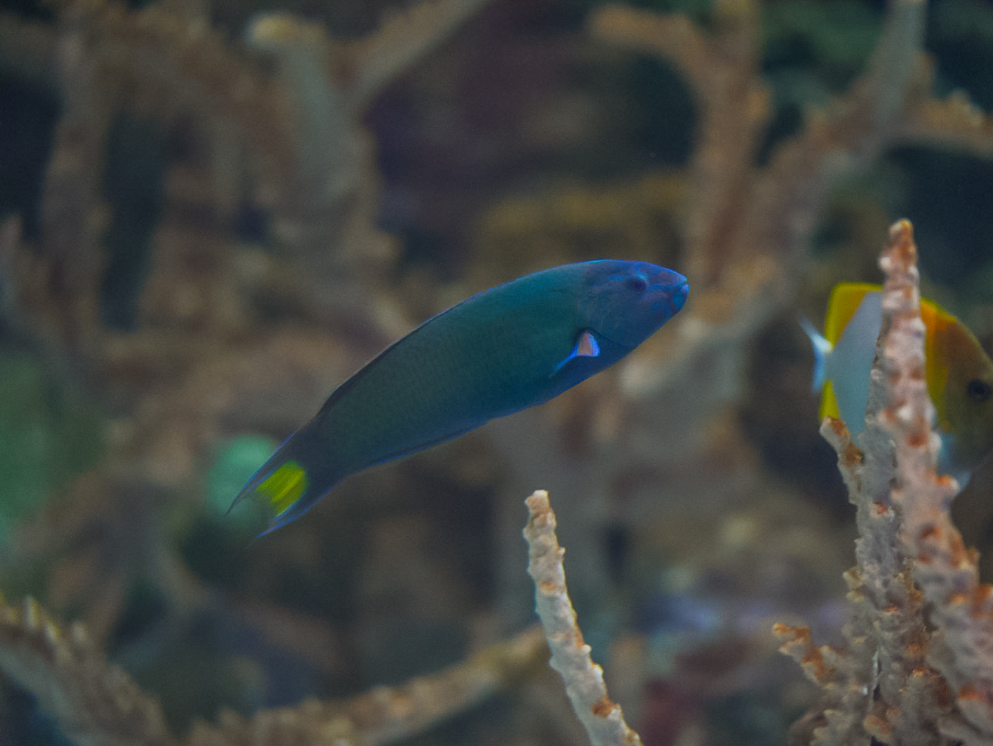 Moon Wrasse