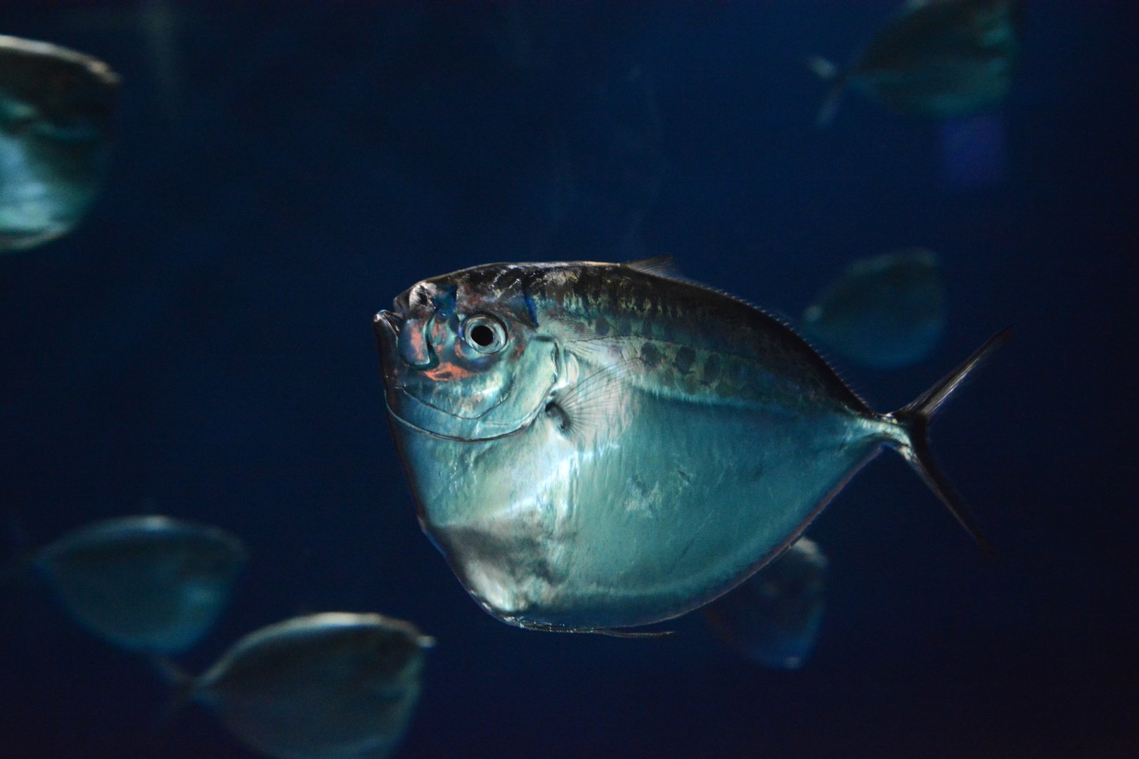 Moonfish (Mene maculata)