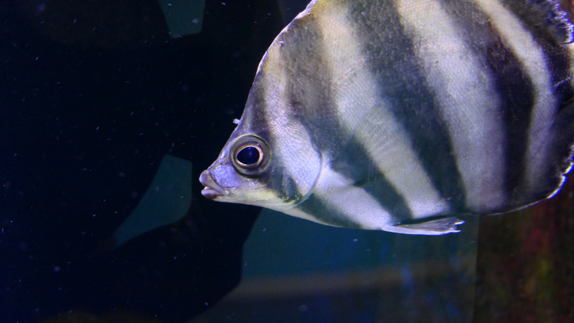 Moonlighter (Tilodon sexfasciatus) - Dolphin Discovery Centre, Bunbury