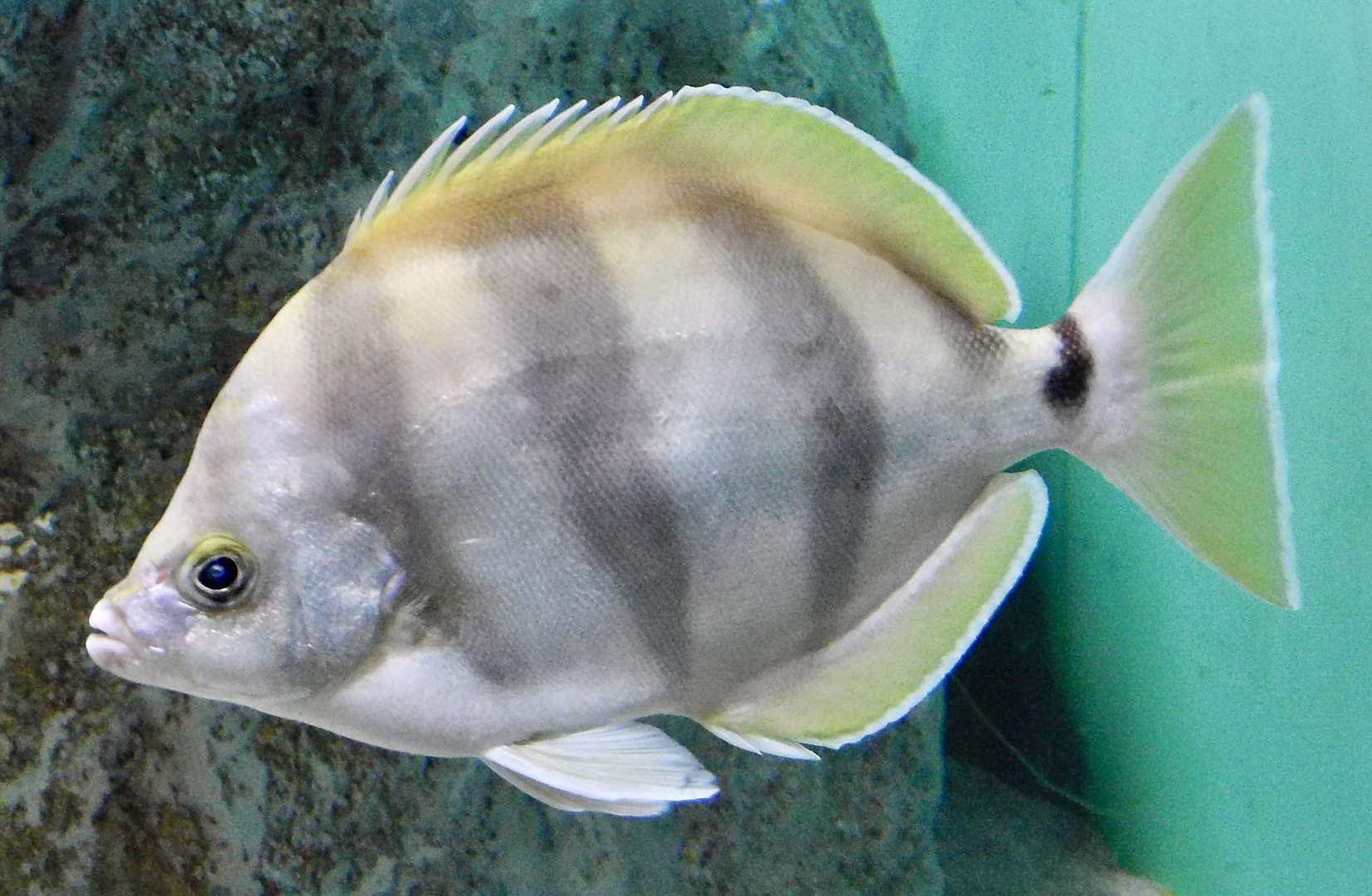 Moonlighter (Tilodon sexfasciatus) November 8, 2025