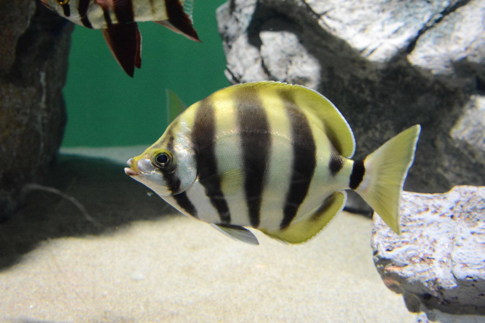 Moonlighter (Tilodon sexfasciatus)