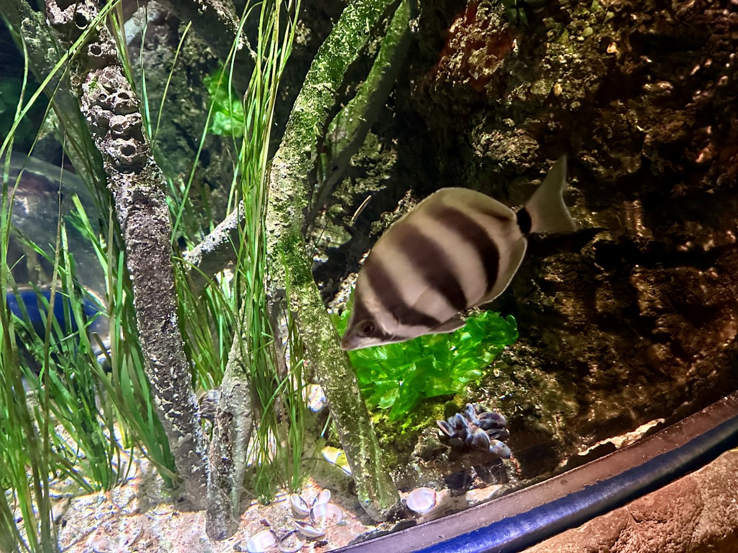 Moonlighter (Tilodon sexfasciatus)