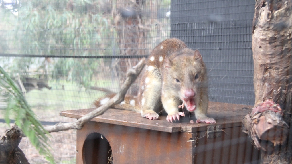Moonlit Sanctuary spot-tailed quoll 1