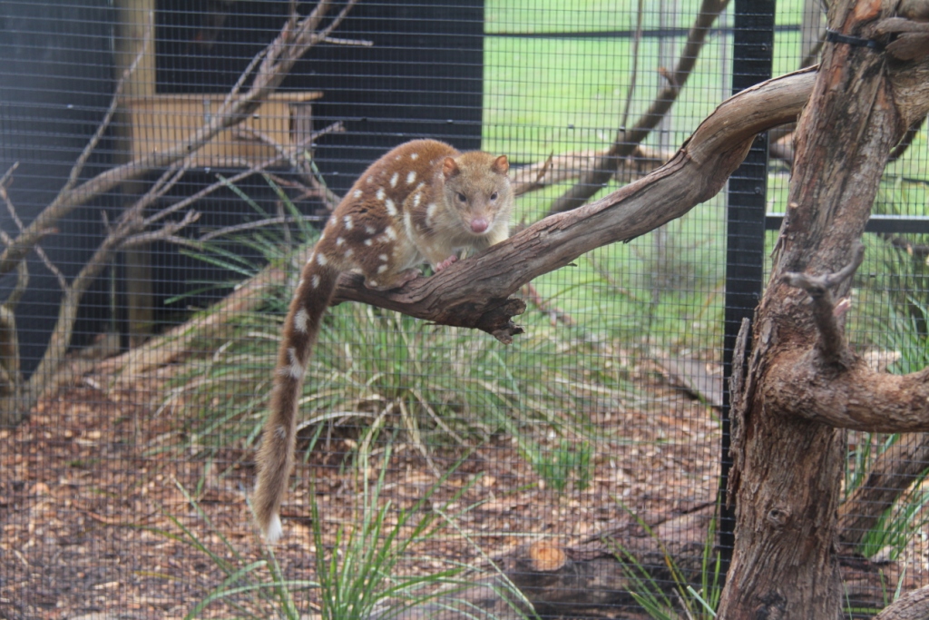 Moonlit Sanctuary spot-tailed quoll 2