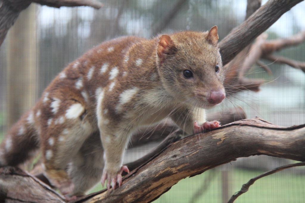 Moonlit Sanctuary spot-tailed quoll 3