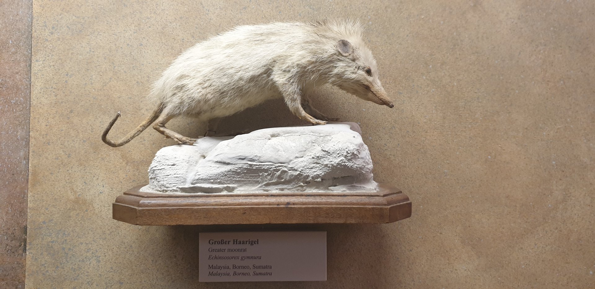 Moonrat, Natural History Museum Vienna