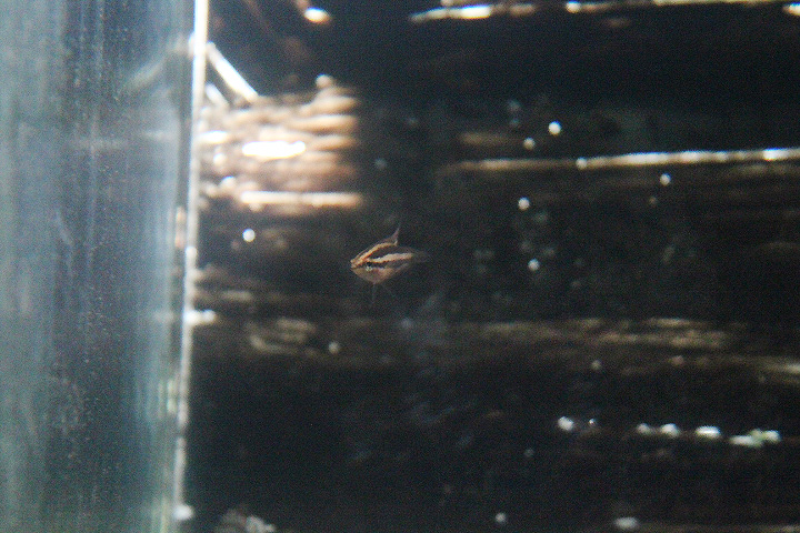 Moonspot licorice gourami (Parosphromenus linkei) - PCBA