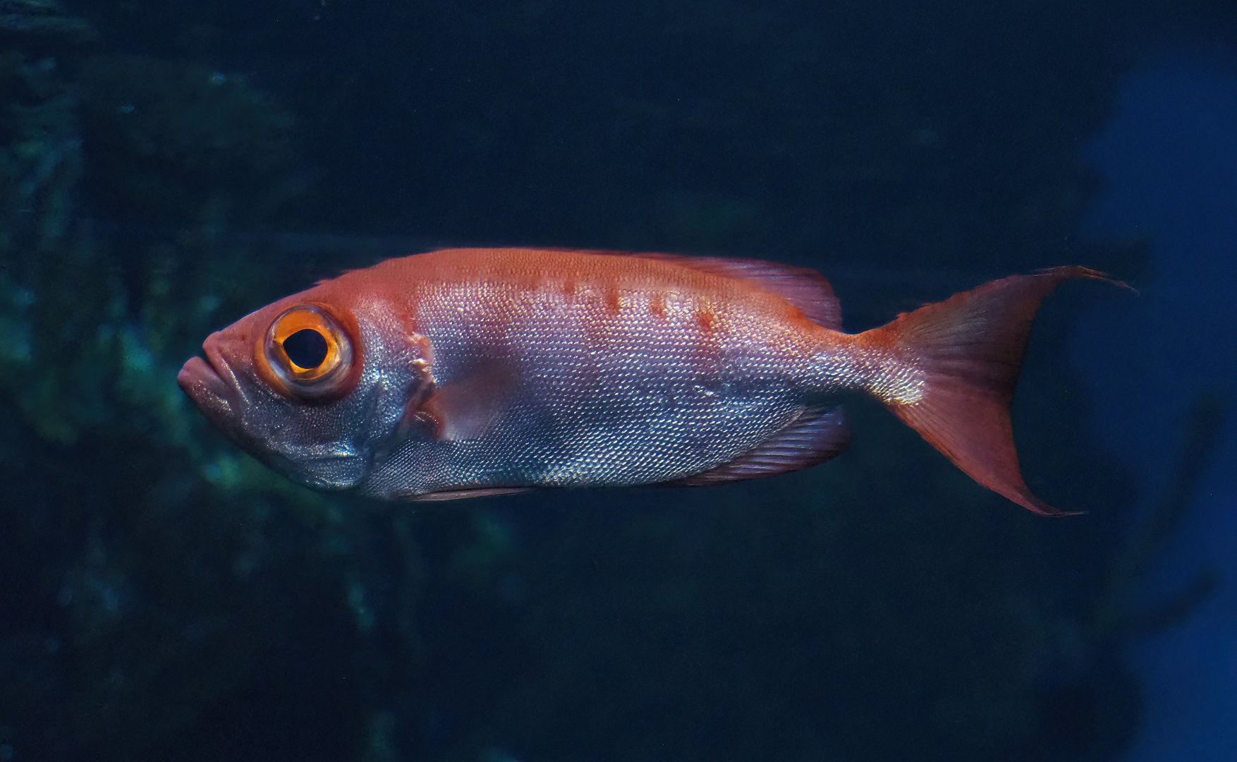 Moontail bullseye (Priacanthus hamrur), 2023-10-07
