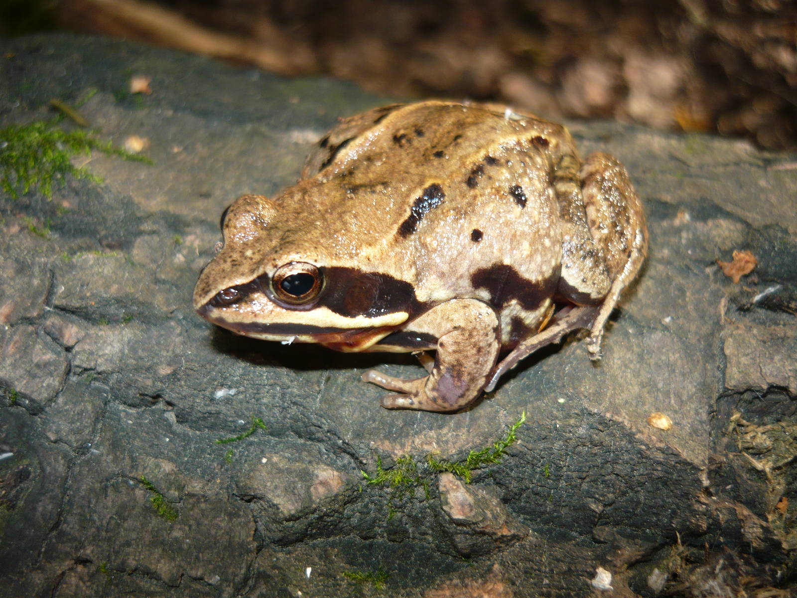 Moor frog (Rana arvalis)