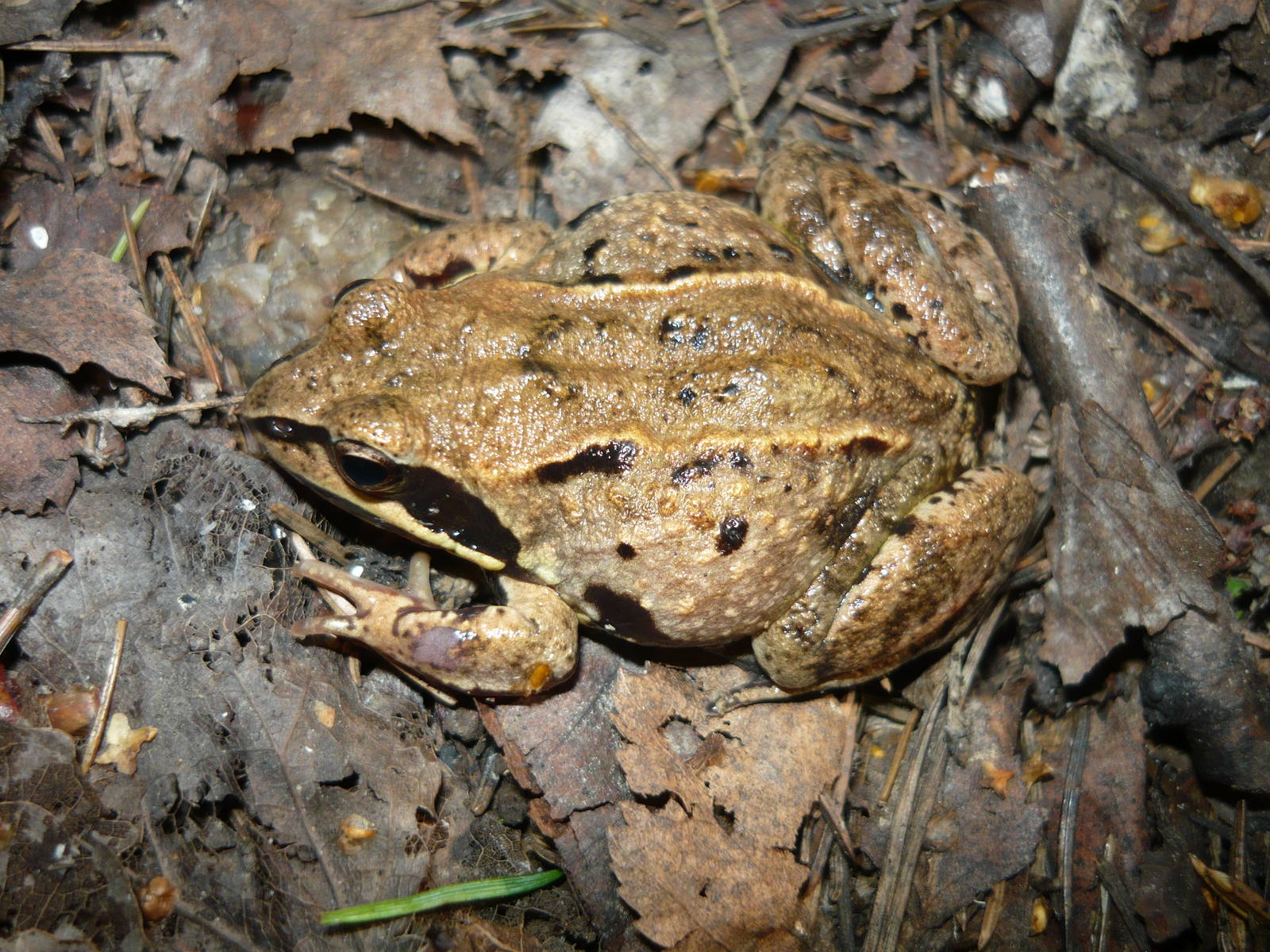 Moor frog (Rana arvalis)