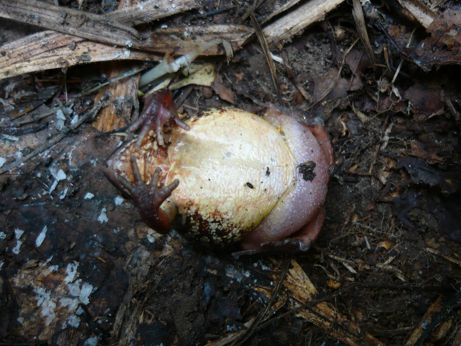 Moor frog ventral view
