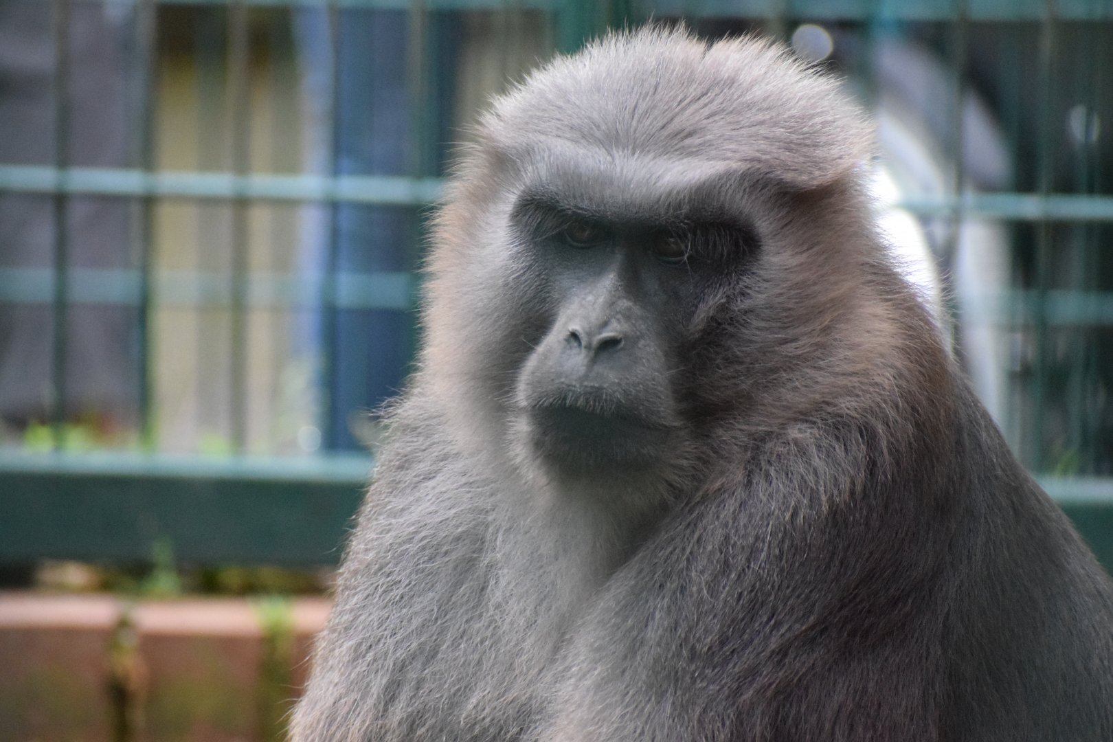 Moor macaque - Amerika-Tierpark Limbach-Oberfrohna