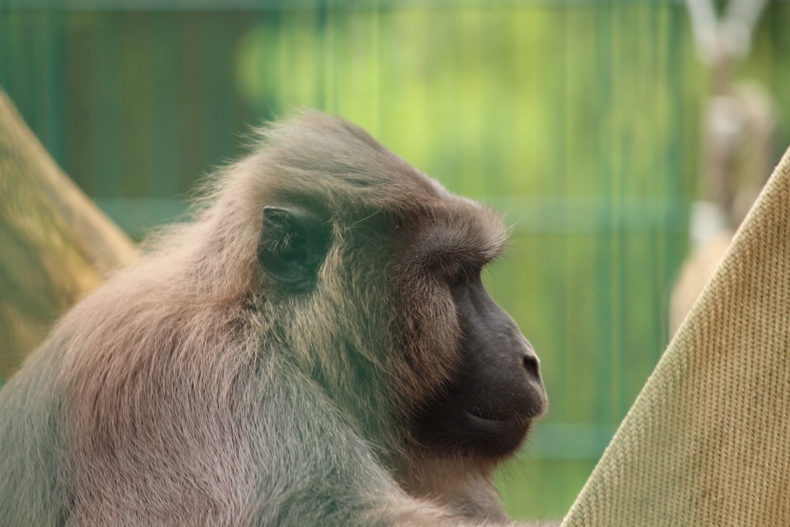 Moor Macaque at Amerika-Tierpark Limbach-Oberfrohna (2013)