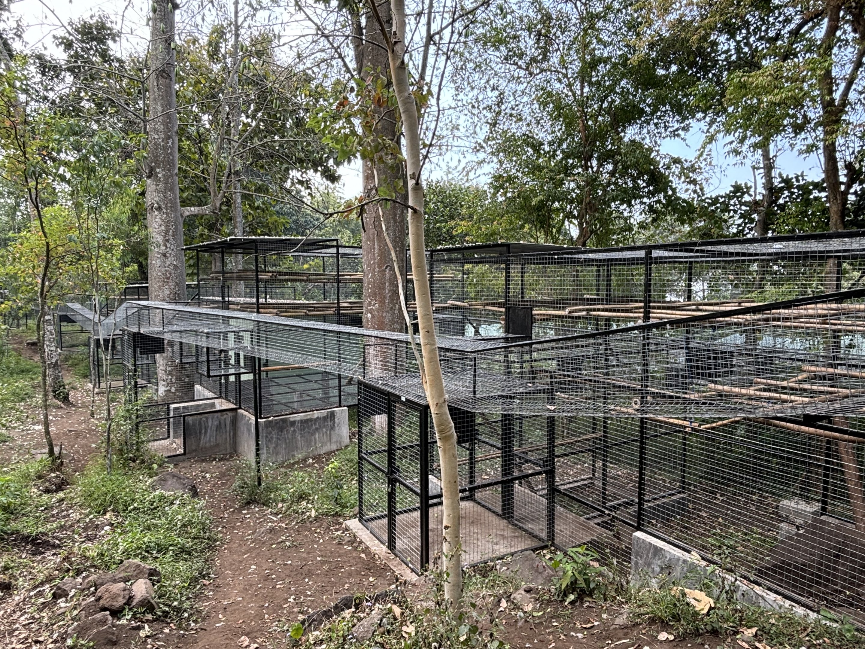 Moor Macaque Complex - Prigen Conservation Breeding Ark