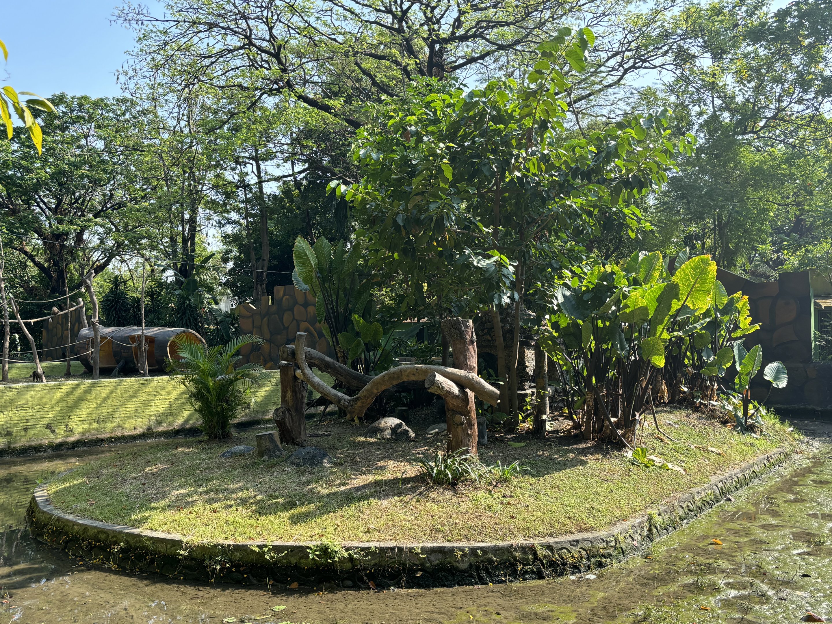 Moor Macaque Exhibit #1