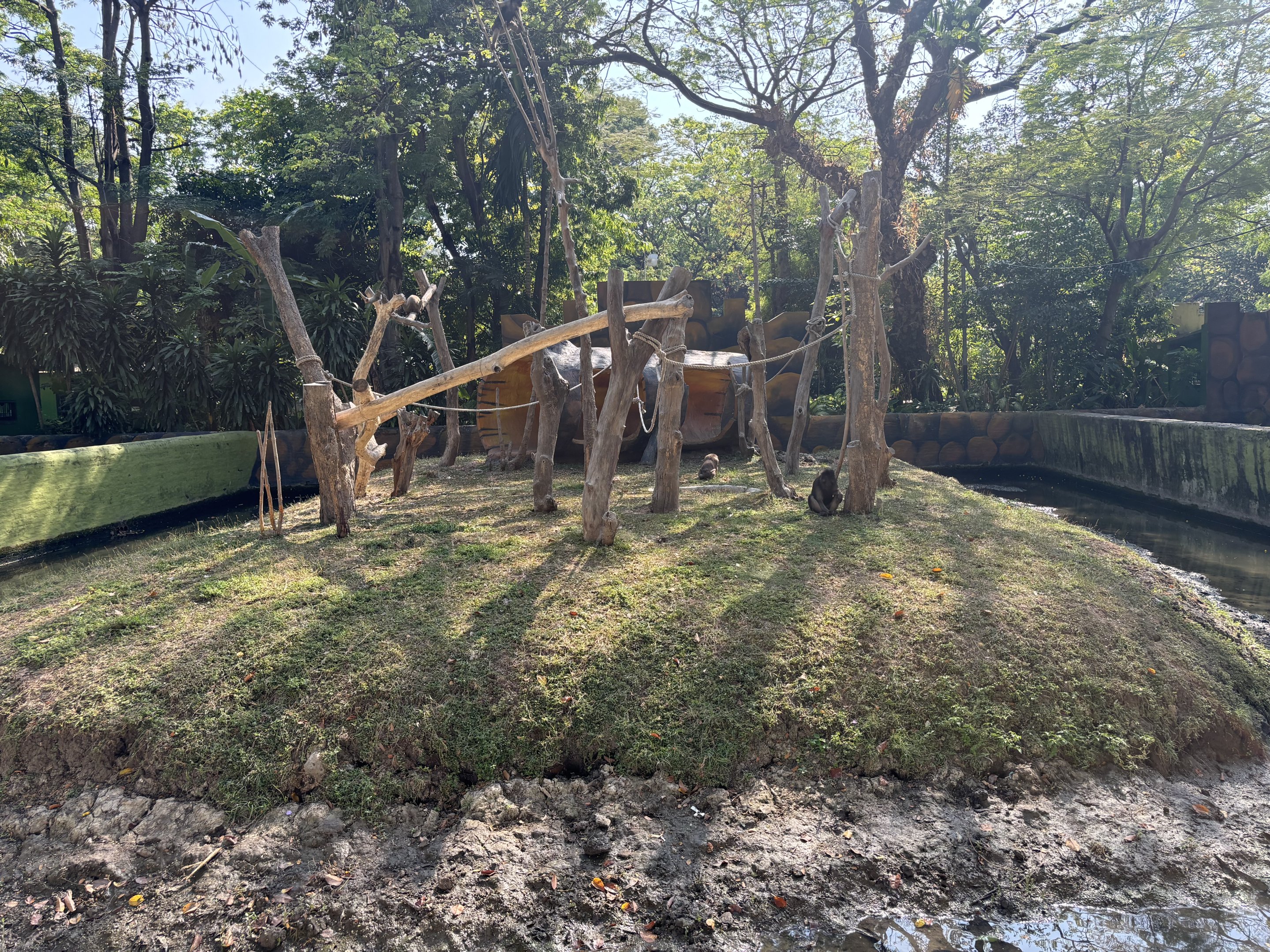 Moor Macaque Exhibit #2