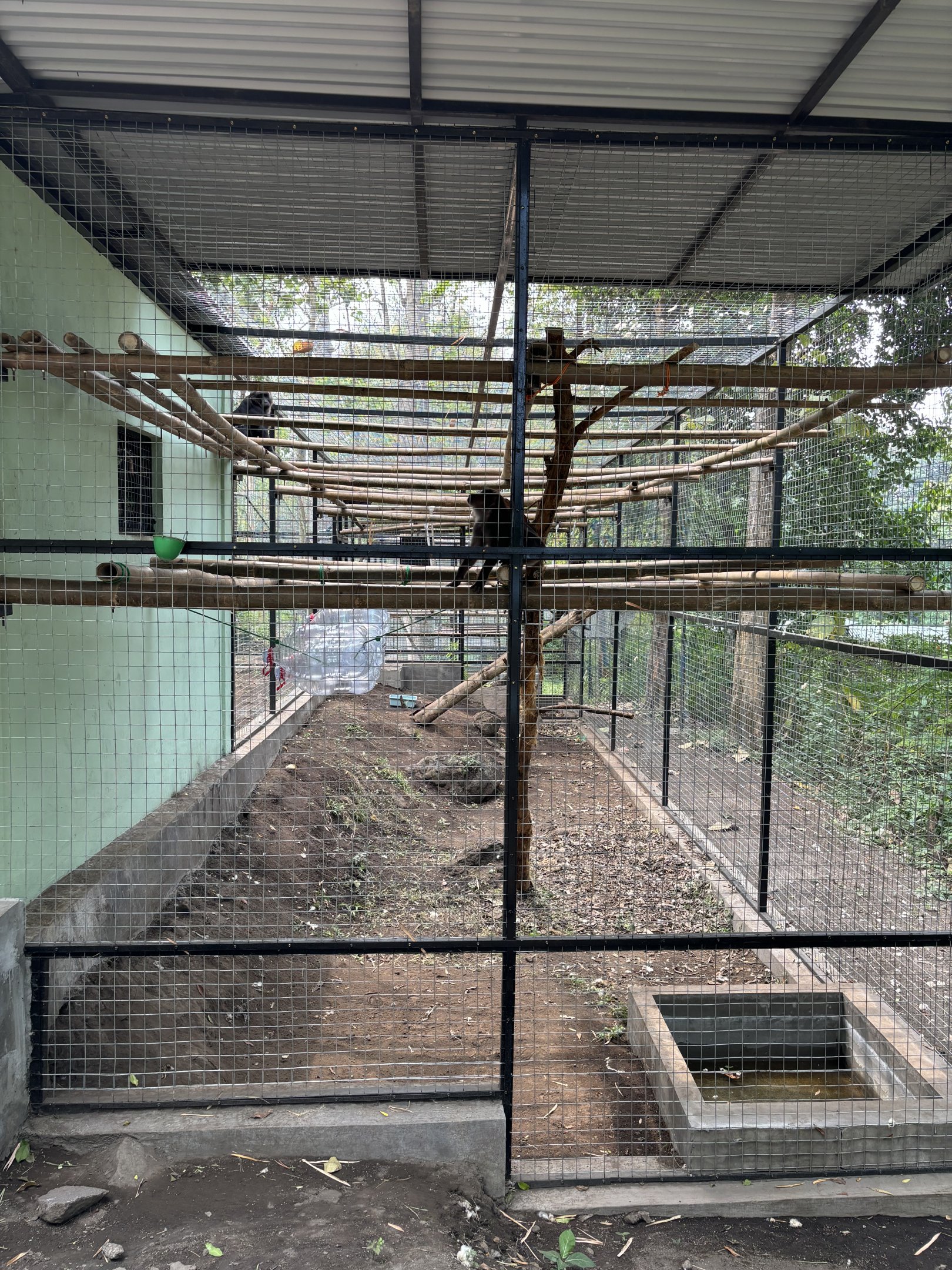 Moor Macaque Exhibit - Prigen Conservation Breeding Ark