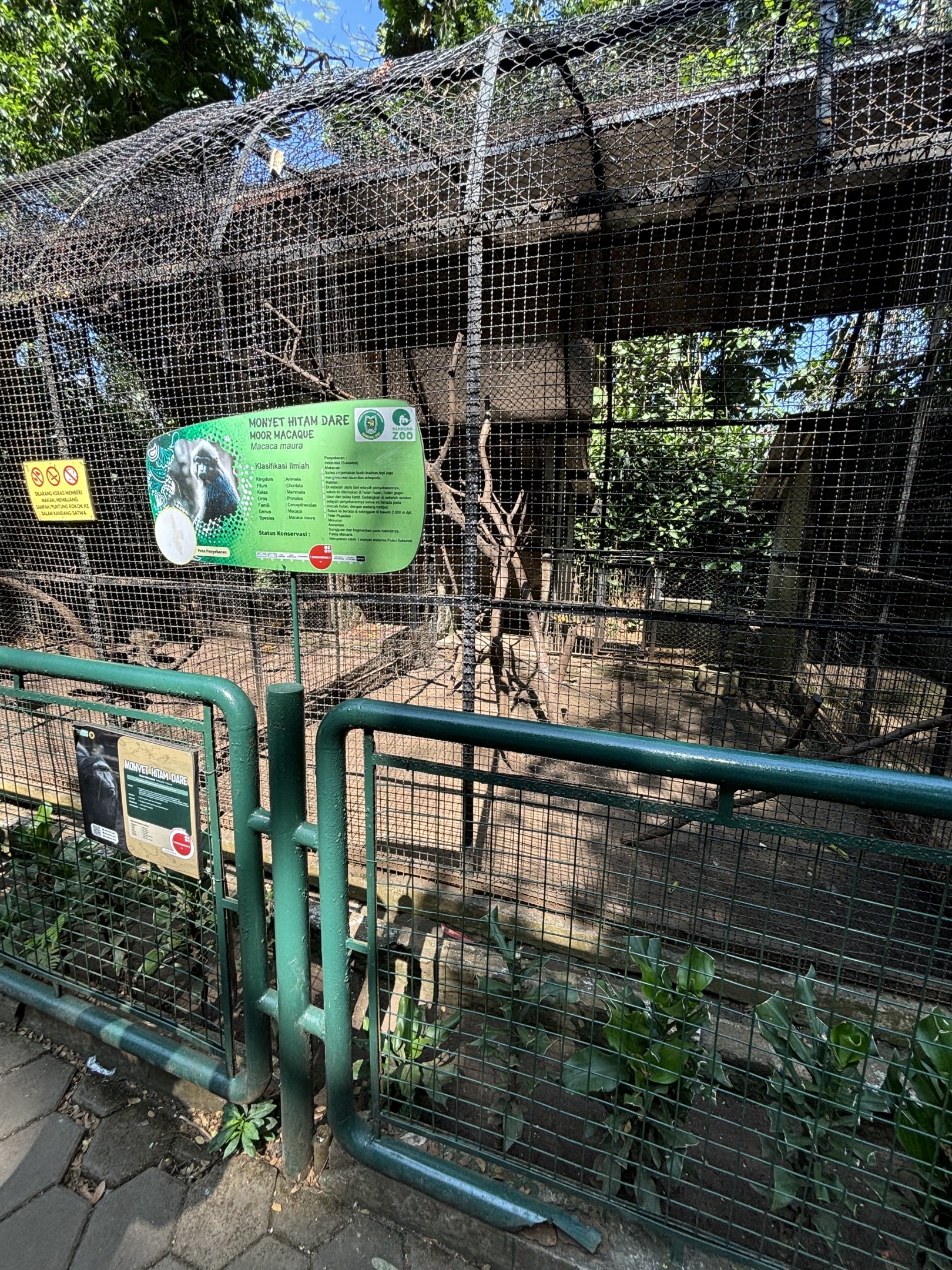 Moor Macaque Exhibit