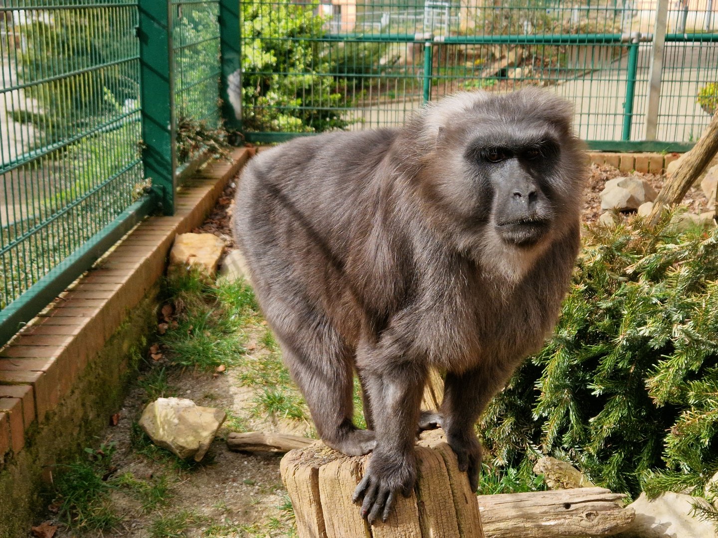 Moor Macaque, Limbach-Oberfrohna