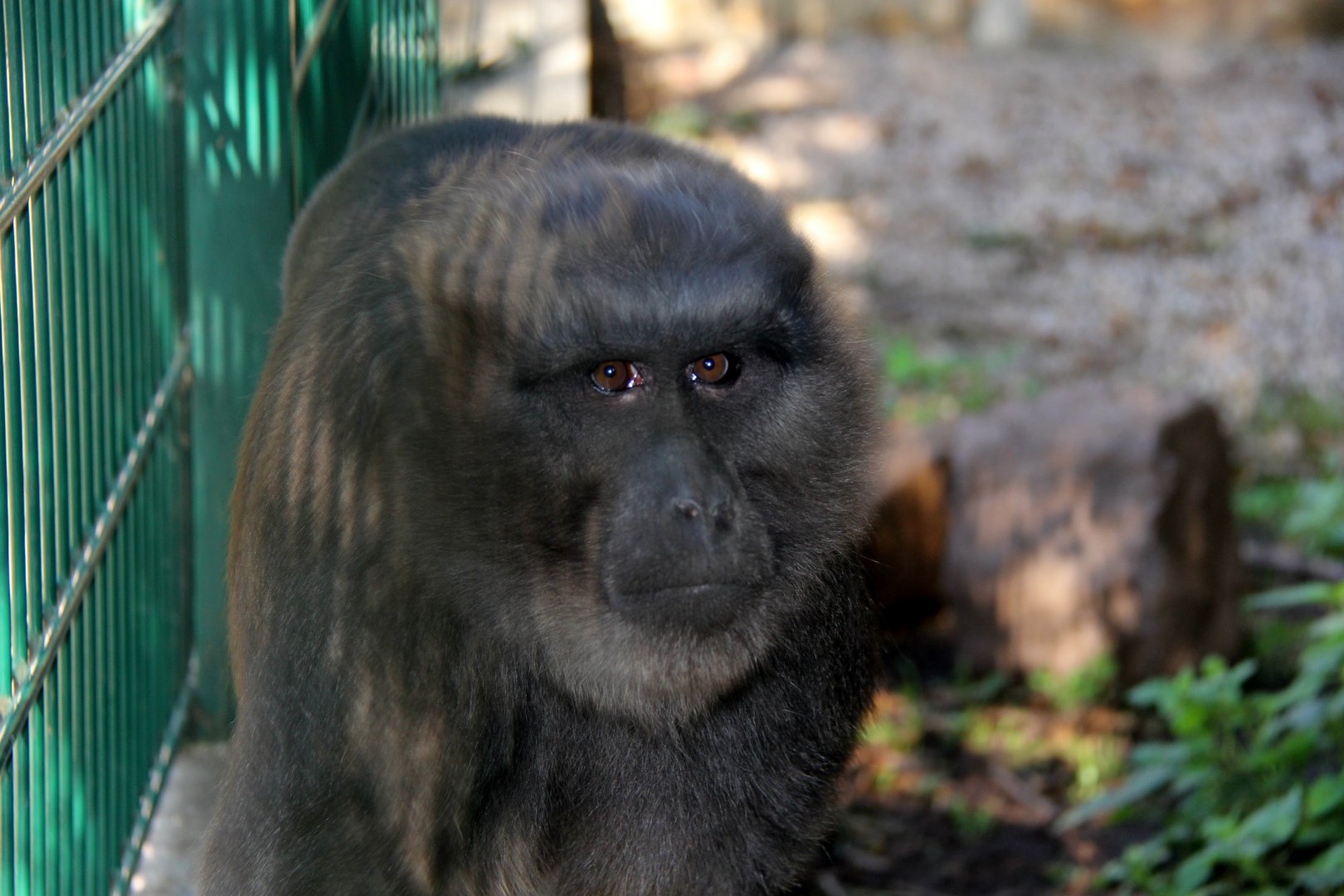 moor macaque (Macaca maura)