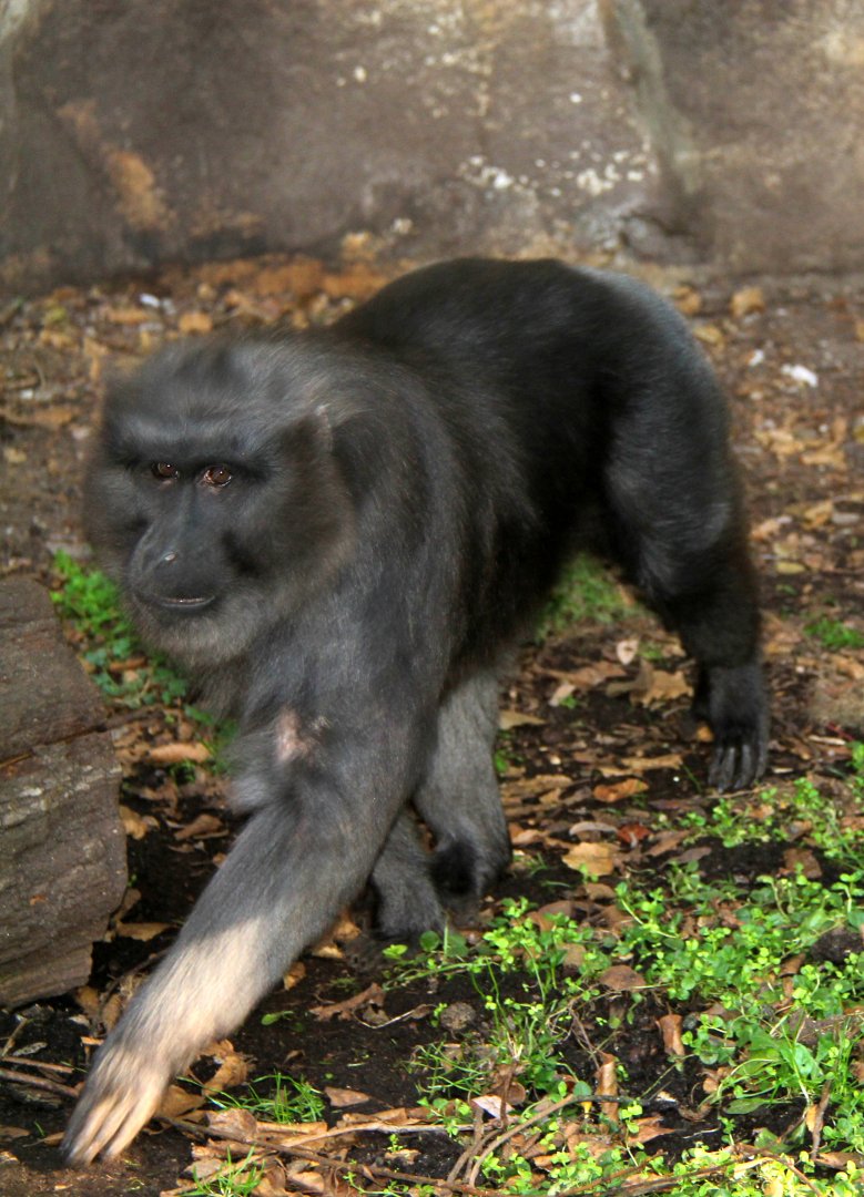 moor macaque (Macaca maura)