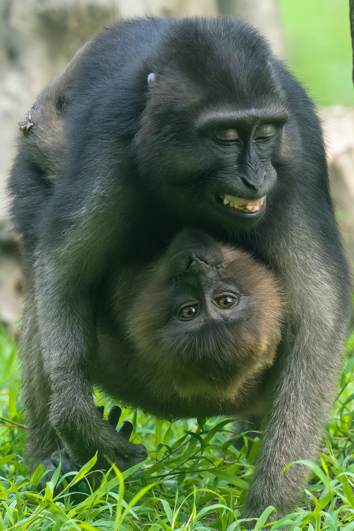 Moor Macaque - Macaca maura