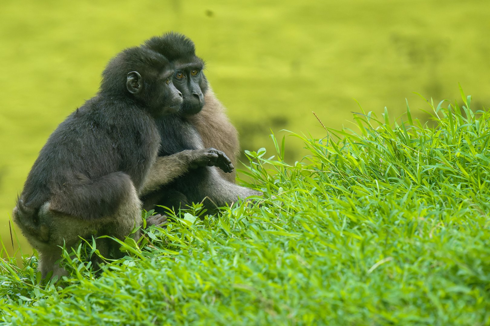 Moor Macaque - Macaca maura