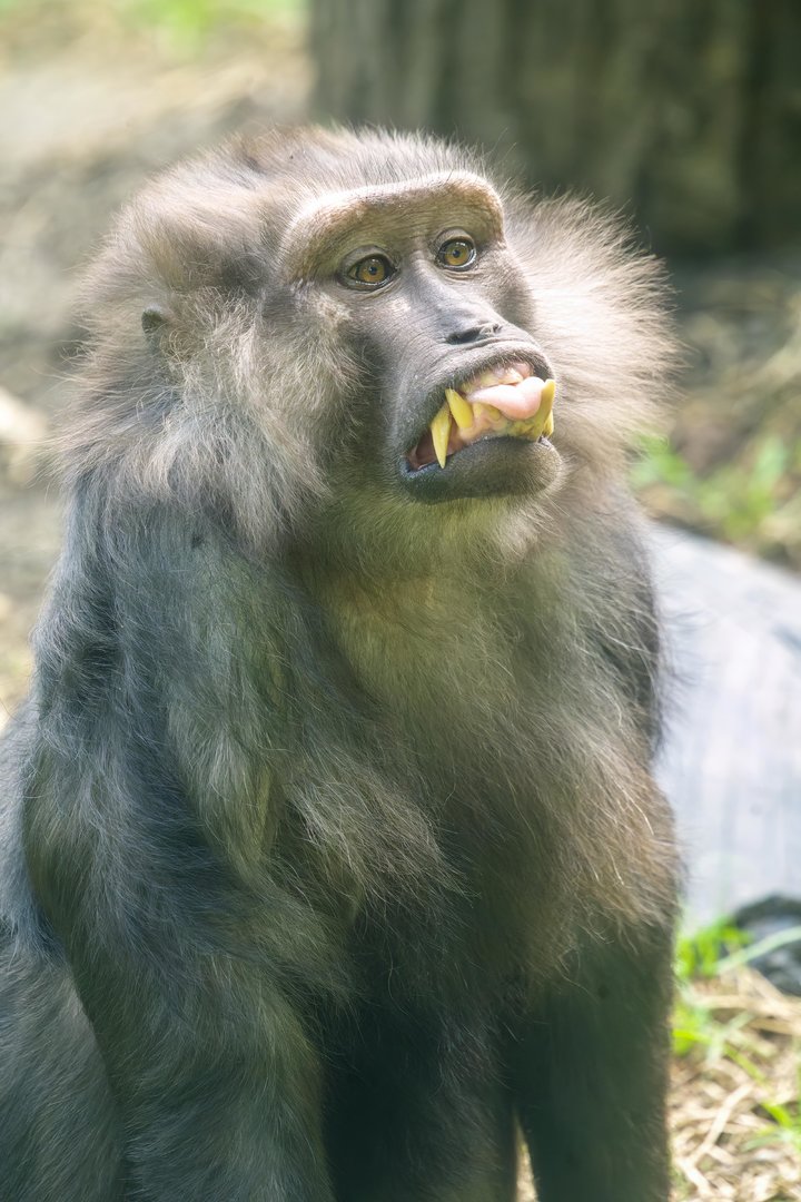 Moor Macaque - Macaca maura