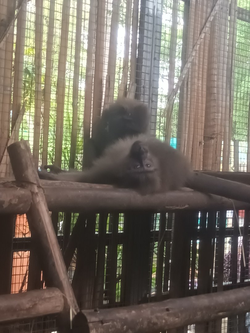 Moor macaque (Macaca maura)