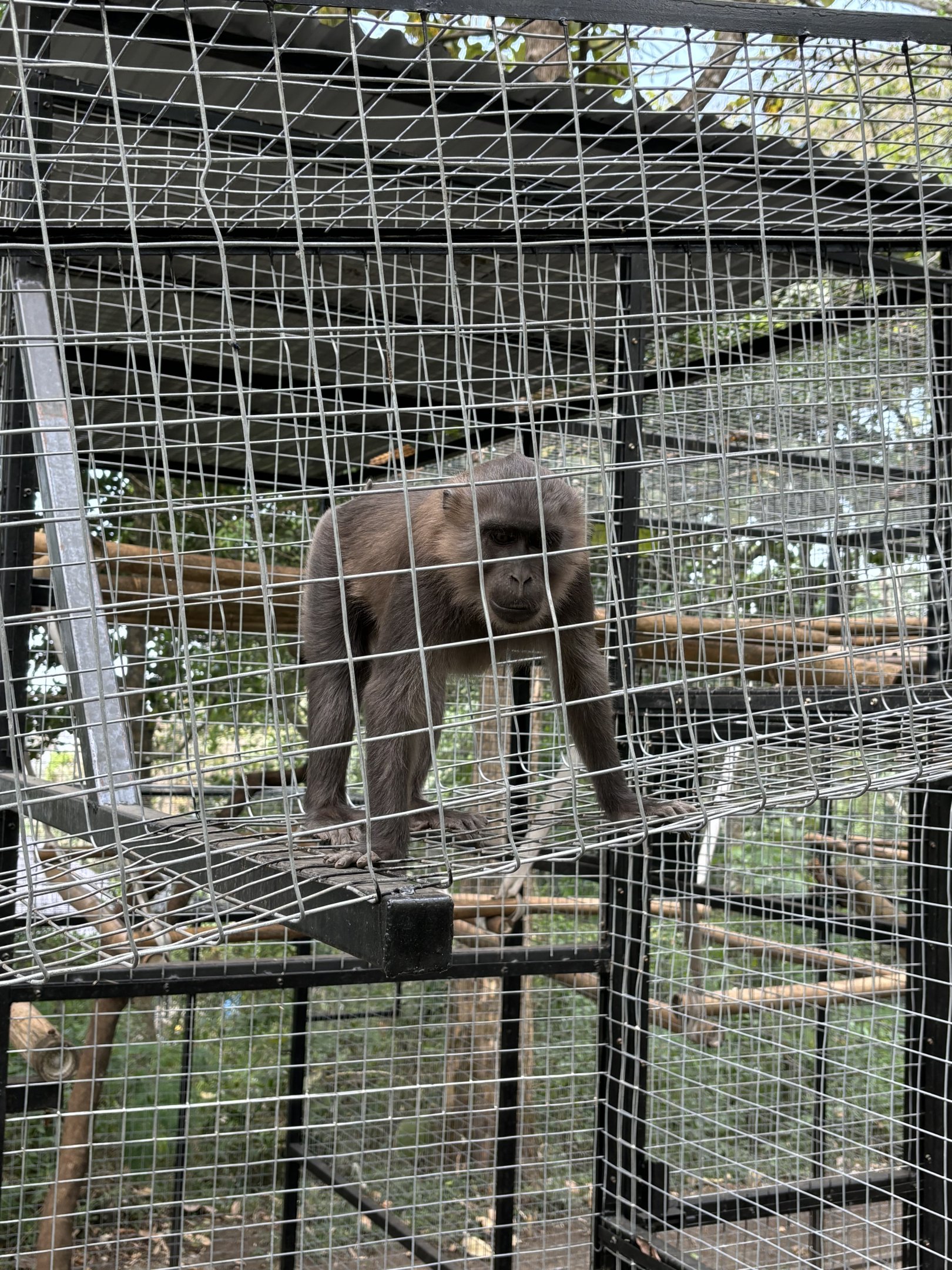 Moor Macaque - Prigen Conservation Breeding Ark