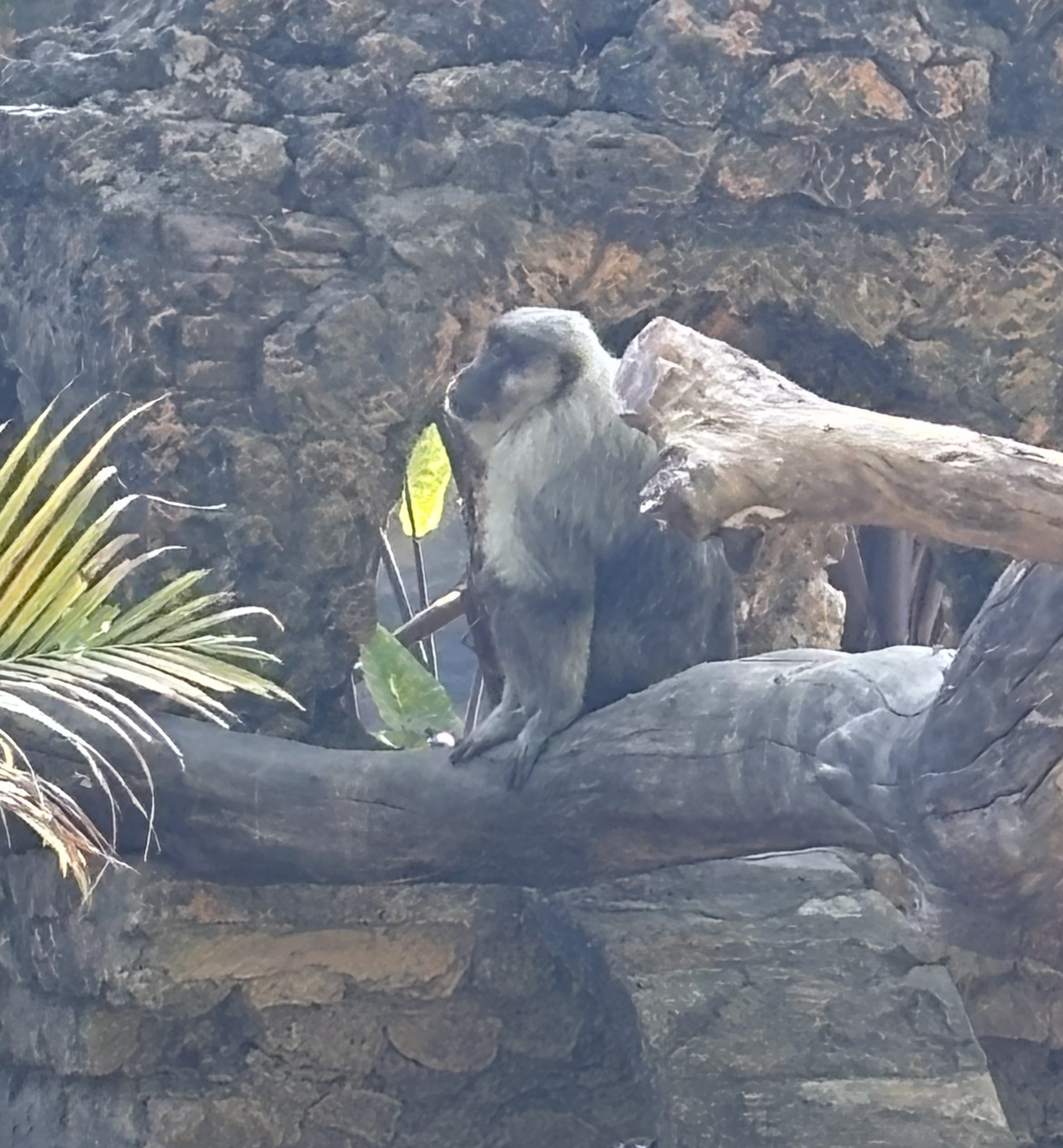 Moor Macaque