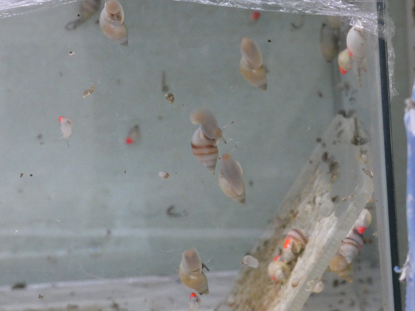 Moorean viviparous tree snail