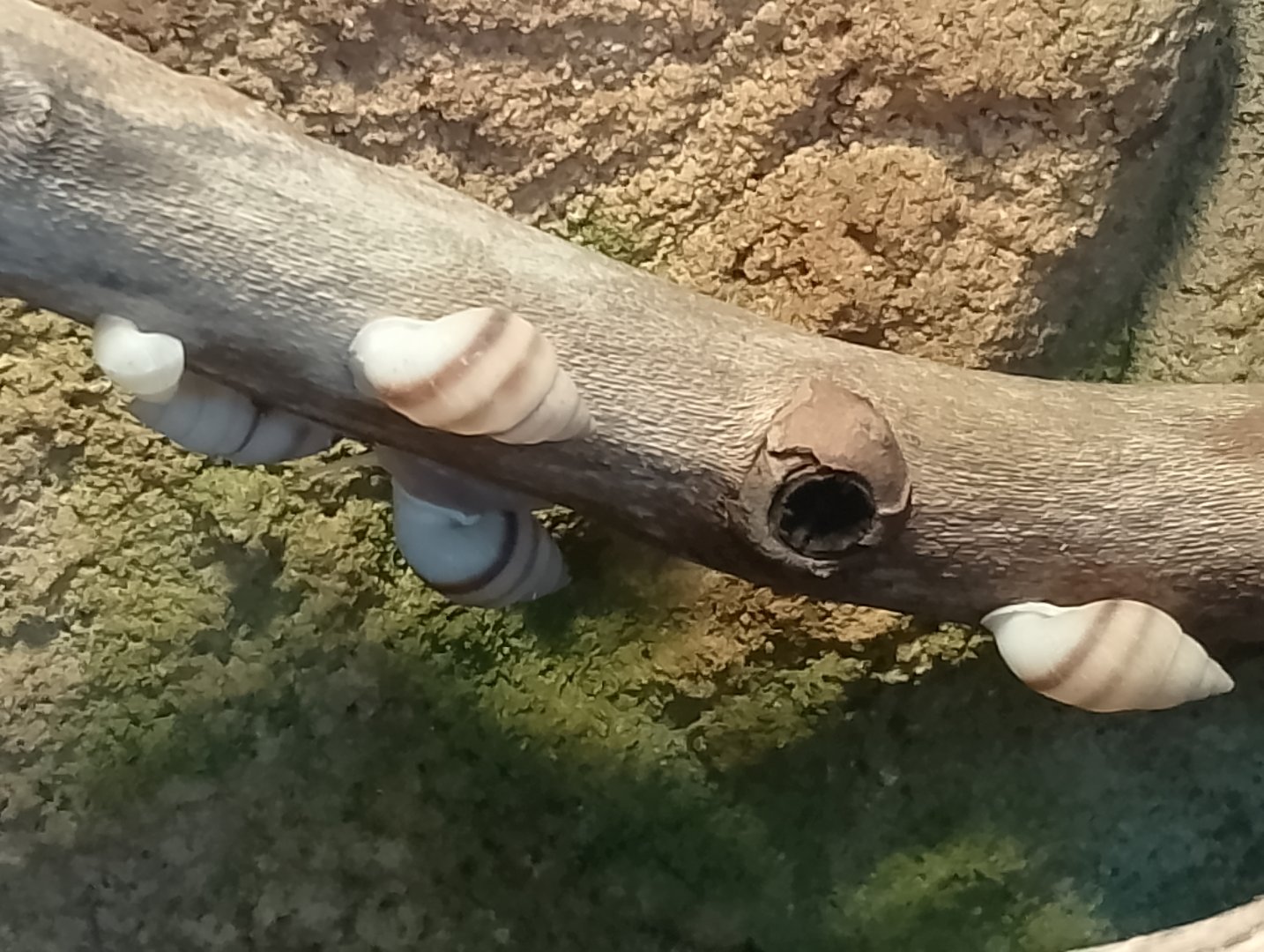 Moorean viviparous tree snails